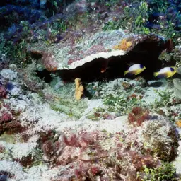 Multicolor angelfish, photo 9