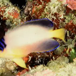 Multicolor angelfish, photo 10