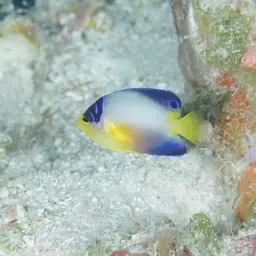 Multicolor angelfish, photo 11