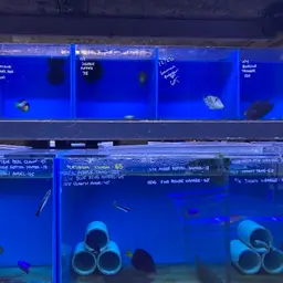 Multicolor angelfish, photo 12