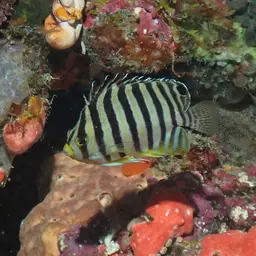Multibar Angelfish