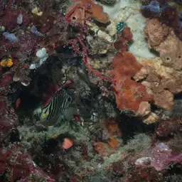 Multibar Angelfish, photo 2
