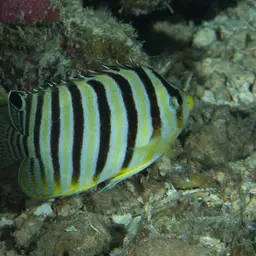 Multibar Angelfish, photo 3