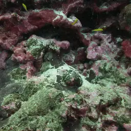 Multibar Angelfish, photo 4