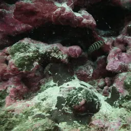 Multibar Angelfish, photo 6