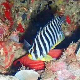 Multibar Angelfish, photo 7