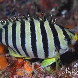 Multibar Angelfish, photo 8
