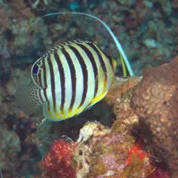 Multibar Angelfish, photo 9