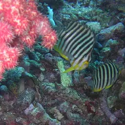Multibar Angelfish, photo 10