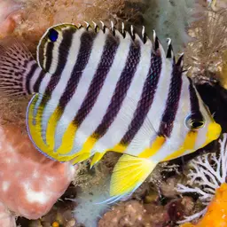 Multibar Angelfish, photo 11