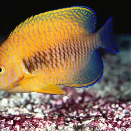 Potter's angelfish
