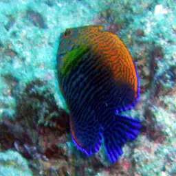 Potter's angelfish, photo 2