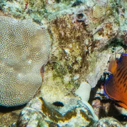 Potter's angelfish, photo 3