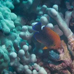 Potter's angelfish, photo 4