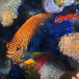 Potter's angelfish, photo 5
