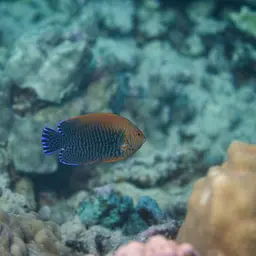 Potter's angelfish, photo 6