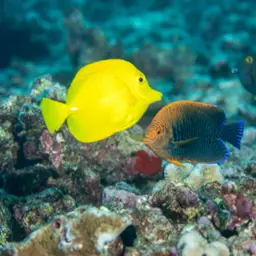 Potter's angelfish, photo 7