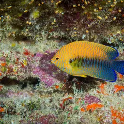 Potter's angelfish, photo 8