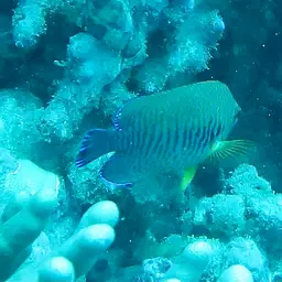 Potter's angelfish, photo 9