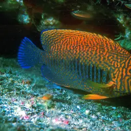 Potter's angelfish, photo 10