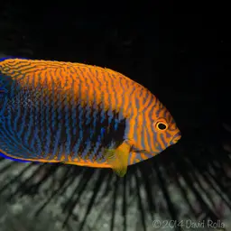 Potter's angelfish, photo 11