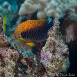 Potter's angelfish, photo 12