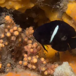 Keyhole angelfish, photo 2