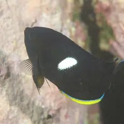 Keyhole angelfish, photo 3