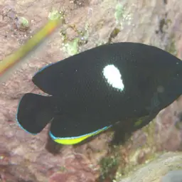 Keyhole angelfish, photo 4