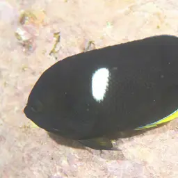 Keyhole angelfish, photo 5