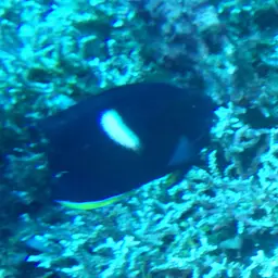 Keyhole angelfish, photo 6