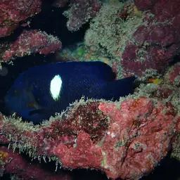 Keyhole angelfish, photo 7