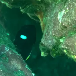 Keyhole angelfish, photo 8