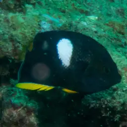 Keyhole angelfish, photo 9