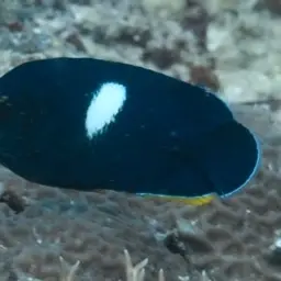 Keyhole angelfish, photo 10