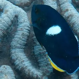 Keyhole angelfish