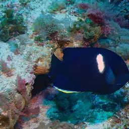 Keyhole angelfish, photo 11