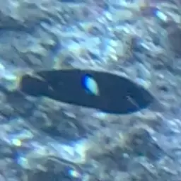 Keyhole angelfish, photo 12