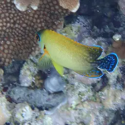 Pearlscale Angelfish