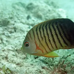 Pearlscale Angelfish, photo 2