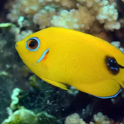 Pearlscale Angelfish, photo 3