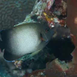 Pearlscale Angelfish, photo 4