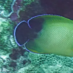 Pearlscale Angelfish, photo 5