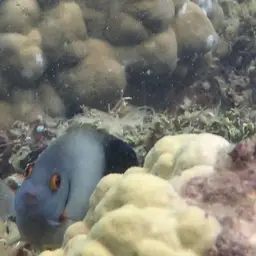 Pearlscale Angelfish, photo 7