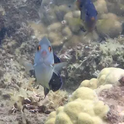Pearlscale Angelfish, photo 8