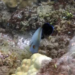 Pearlscale Angelfish, photo 9