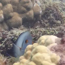 Pearlscale Angelfish, photo 10