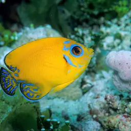 Pearlscale Angelfish, photo 11