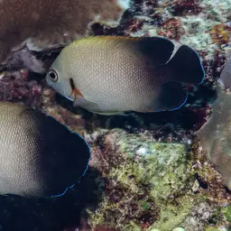 Pearlscale Angelfish, photo 12