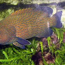 Argus Grouper, photo 1